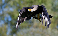 01 Crested caracara (Caracara plancus)